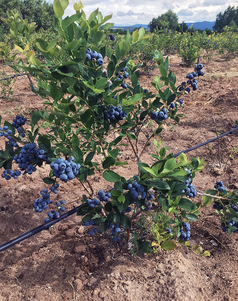 Blueberry Farm